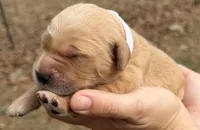 Juliet, a female Golden Retriever for sale in Rehobeth, AL – Photo 1 of 2