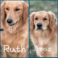 Poppy, a male Golden Retriever for sale in Rehobeth, AL – Photo 2 of 2