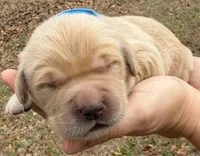 Poppy, a male Golden Retriever for sale in Rehobeth, AL – Photo 1 of 2