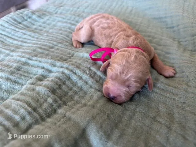 Tink Pink Girl – Miniature Goldendoodle, Australian Labradoodle puppy for sale in Redlands, CA