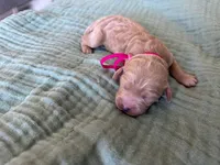 Tink Pink Girl, a female Miniature Goldendoodle and Australian Labradoodle for sale in Redlands, CA – Photo 1 of 7