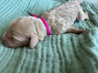 Tink Pink Girl, a female Miniature Goldendoodle and Australian Labradoodle for sale in Redlands, CA – Photo 3 of 7