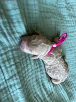 Tink Pink Girl, a female Miniature Goldendoodle and Australian Labradoodle for sale in Redlands, CA – Photo 4 of 7