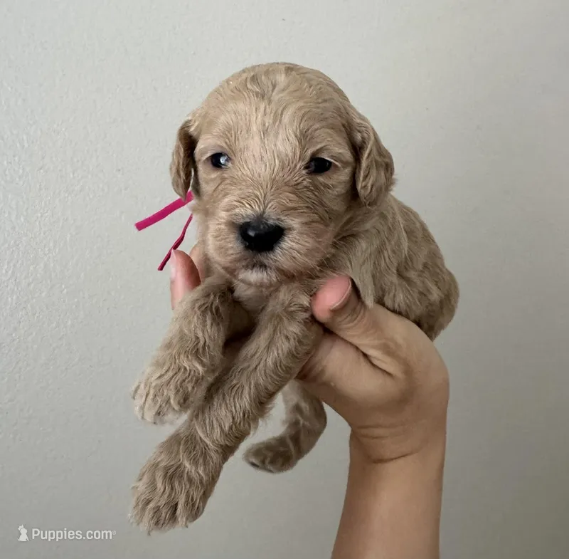 Mini Tink Pink Girl – Miniature Goldendoodle, Australian Labradoodle puppy on hold in Redlands, CA