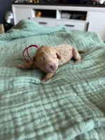 Tink Pink Girl, a female Miniature Goldendoodle and Australian Labradoodle for sale in Redlands, CA – Photo 6 of 7