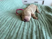 Tink Pink Girl, a female Miniature Goldendoodle and Australian Labradoodle for sale in Redlands, CA – Photo 5 of 7