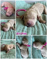 Tink Pink Girl, a female Miniature Goldendoodle and Australian Labradoodle for sale in Redlands, CA – Photo 7 of 7