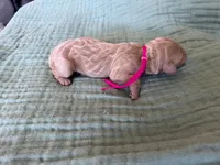 Tink Pink Girl, a female Miniature Goldendoodle and Australian Labradoodle for sale in Redlands, CA – Photo 2 of 7