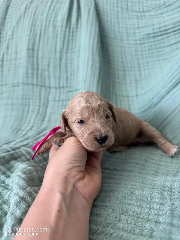 Mini Tink Pink Girl – Miniature Goldendoodle, Australian Labradoodle puppy for sale in Redlands, CA