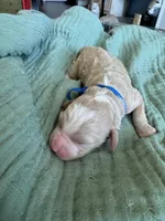 Alpha Blue Boy, a male Miniature Goldendoodle and Australian Labradoodle for sale in Redlands, CA – Photo 4 of 9