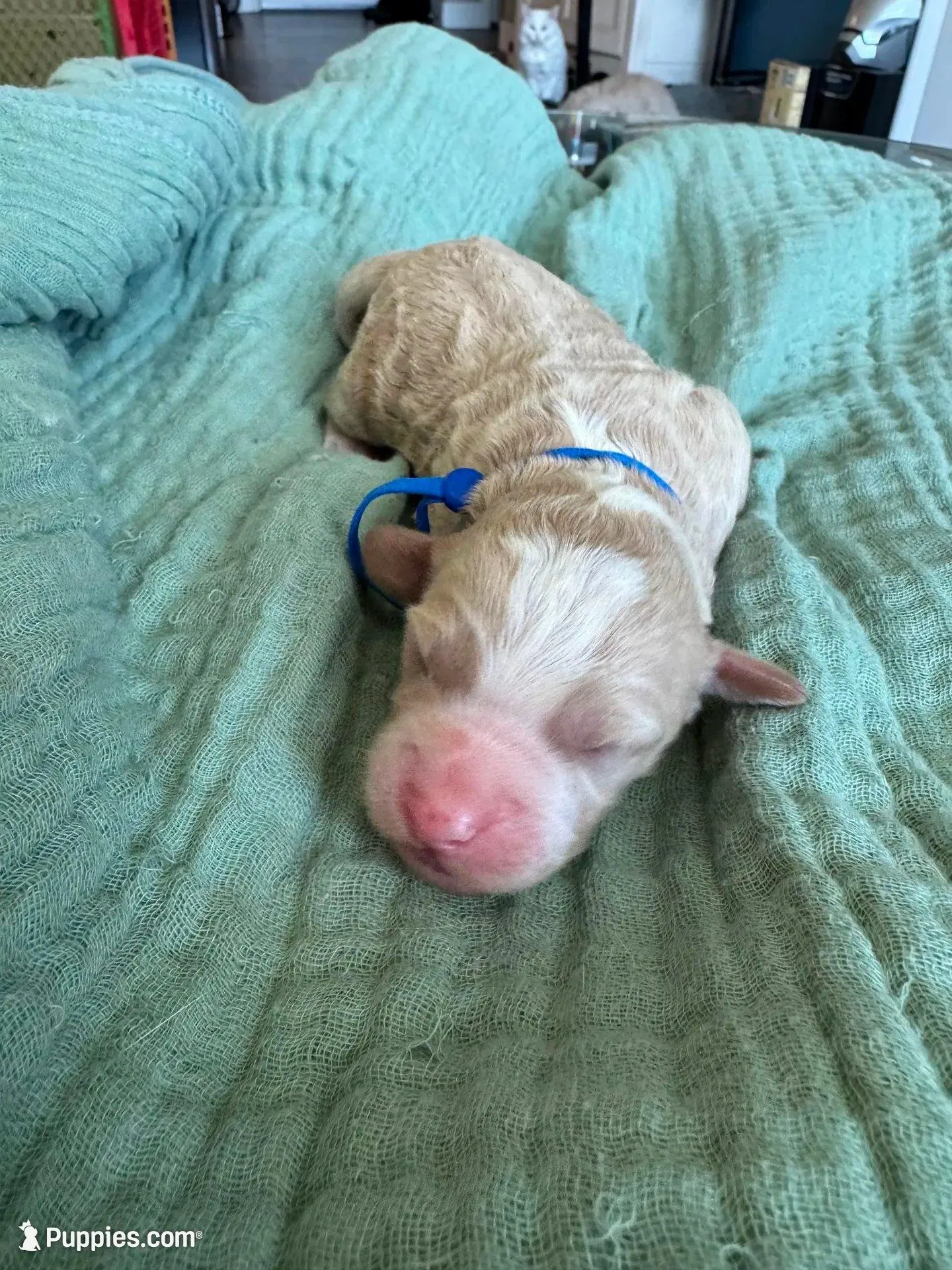 Mini Alpha Blue Boy, a male Miniature Goldendoodle and Australian Labradoodle for sale in Redlands, CA – Photo 1 of 9