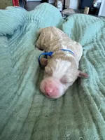 Alpha Blue Boy, a male Miniature Goldendoodle and Australian Labradoodle for sale in Redlands, CA – Photo 1 of 9