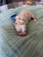 Alpha Blue Boy, a male Miniature Goldendoodle and Australian Labradoodle for sale in Redlands, CA – Photo 8 of 9