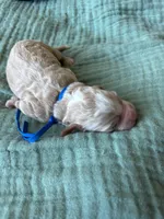 Alpha Blue Boy, a male Miniature Goldendoodle and Australian Labradoodle for sale in Redlands, CA – Photo 7 of 9