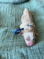 Alpha Blue Boy, a male Miniature Goldendoodle and Australian Labradoodle for sale in Redlands, CA – Photo 6 of 9