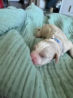 Alpha Blue Boy, a male Miniature Goldendoodle and Australian Labradoodle for sale in Redlands, CA – Photo 3 of 9