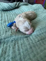 Alpha Blue Boy, a male Miniature Goldendoodle and Australian Labradoodle for sale in Redlands, CA – Photo 2 of 9