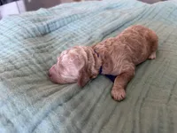 Paisley Purple Girl, a female Miniature Goldendoodle and Australian Labradoodle for sale in Redlands, CA – Photo 6 of 8