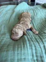 Paisley Purple Girl, a female Miniature Goldendoodle and Australian Labradoodle for sale in Redlands, CA – Photo 5 of 8