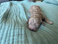 Paisley Purple Girl, a female Miniature Goldendoodle and Australian Labradoodle for sale in Redlands, CA – Photo 3 of 8