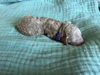 Paisley Purple Girl, a female Miniature Goldendoodle and Australian Labradoodle for sale in Redlands, CA – Photo 7 of 8