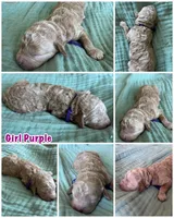 Paisley Purple Girl, a female Miniature Goldendoodle and Australian Labradoodle for sale in Redlands, CA – Photo 8 of 8