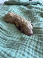 Paisley Purple Girl, a female Miniature Goldendoodle and Australian Labradoodle for sale in Redlands, CA – Photo 4 of 8