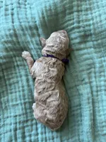 Paisley Purple Girl, a female Miniature Goldendoodle and Australian Labradoodle for sale in Redlands, CA – Photo 2 of 8