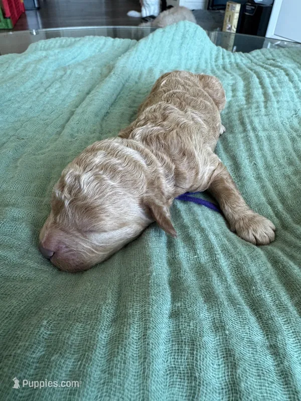 Paisley Purple Girl – Miniature Goldendoodle, Australian Labradoodle puppy for sale in Redlands, CA