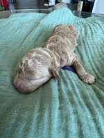 Paisley Purple Girl, a female Miniature Goldendoodle and Australian Labradoodle for sale in Redlands, CA – Photo 1 of 8