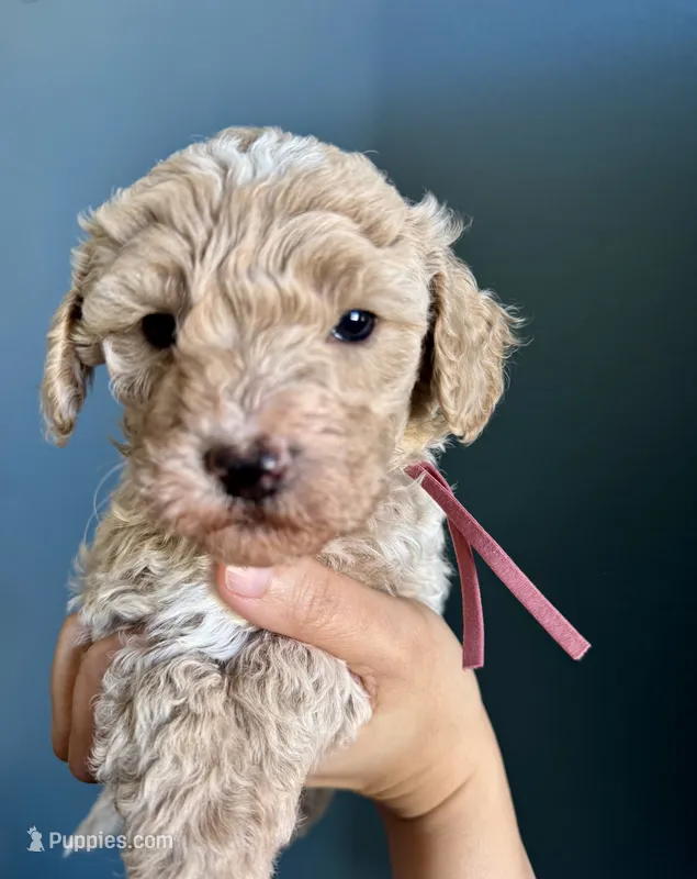 Mini Tara Terracotta Girl  – Miniature Goldendoodle, Australian Labradoodle puppy for sale in Redlands, CA