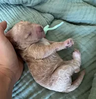 Tilly Teal Girl , a female Miniature Goldendoodle and Australian Labradoodle for sale in Redlands, CA – Photo 4 of 9