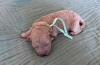 Tilly Teal Girl , a female Miniature Goldendoodle and Australian Labradoodle for sale in Redlands, CA – Photo 7 of 9