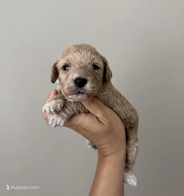 Mini Tilly Teal Girl  – Miniature Goldendoodle, Australian Labradoodle puppy for sale in Redlands, CA