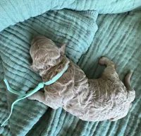 Tilly Teal Girl , a female Miniature Goldendoodle and Australian Labradoodle for sale in Redlands, CA – Photo 8 of 9