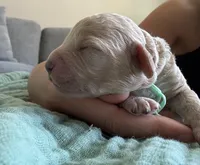 Tilly Teal Girl , a female Miniature Goldendoodle and Australian Labradoodle for sale in Redlands, CA – Photo 5 of 9