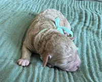 Tilly Teal Girl , a female Miniature Goldendoodle and Australian Labradoodle for sale in Redlands, CA – Photo 6 of 9