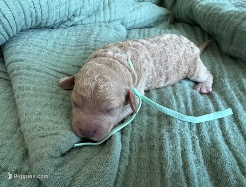 Tilly Teal Girl  – Miniature Goldendoodle, Australian Labradoodle puppy for sale in Redlands, CA