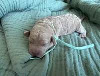 Tilly Teal Girl , a female Miniature Goldendoodle and Australian Labradoodle for sale in Redlands, CA – Photo 1 of 9