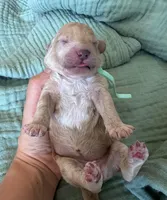 Tilly Teal Girl , a female Miniature Goldendoodle and Australian Labradoodle for sale in Redlands, CA – Photo 3 of 9