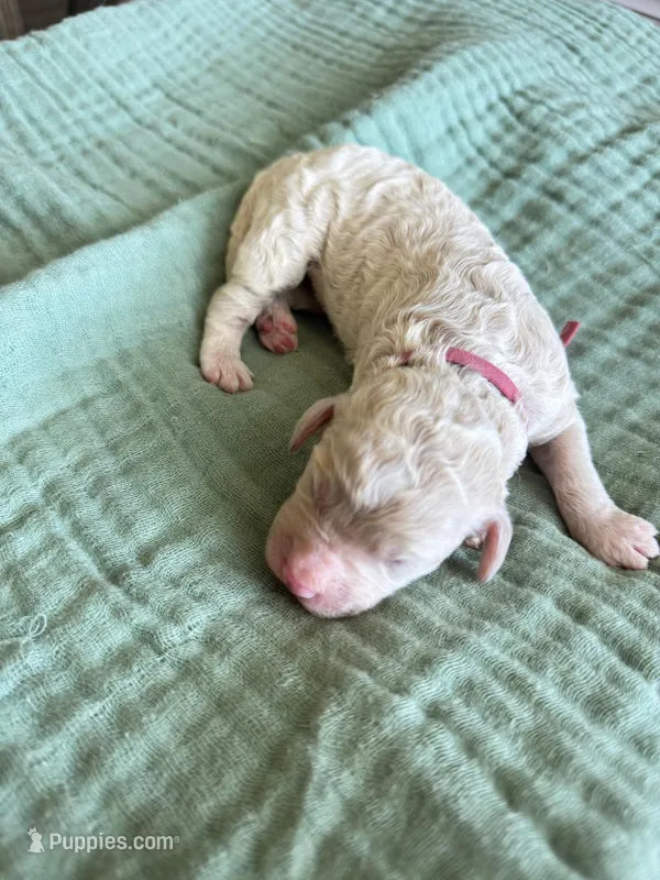 Tara Terracotta Girl  – Miniature Goldendoodle, Australian Labradoodle puppy for sale in Redlands, CA