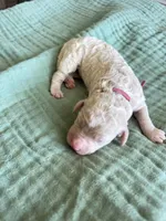Tara Terracotta Girl , a female Miniature Goldendoodle and Australian Labradoodle for sale in Redlands, CA – Photo 1 of 8