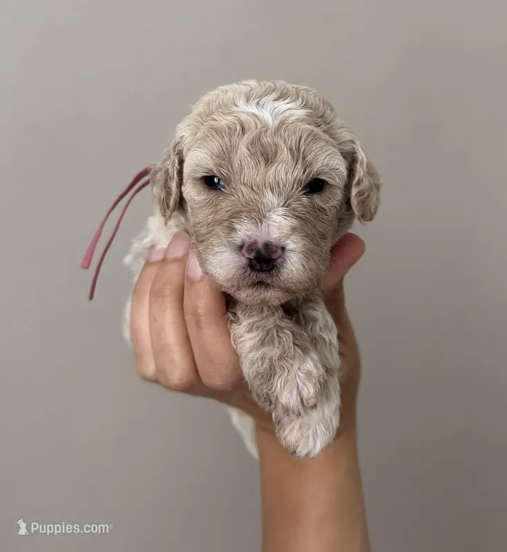 Mini Tara Terracotta Girl  – Miniature Goldendoodle, Australian Labradoodle puppy on hold in Redlands, CA