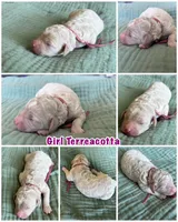 Tara Terracotta Girl , a female Miniature Goldendoodle and Australian Labradoodle for sale in Redlands, CA – Photo 8 of 8