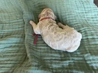 Tara Terracotta Girl , a female Miniature Goldendoodle and Australian Labradoodle for sale in Redlands, CA – Photo 5 of 8