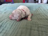 Tara Terracotta Girl , a female Miniature Goldendoodle and Australian Labradoodle for sale in Redlands, CA – Photo 3 of 8