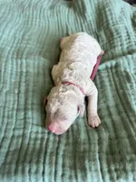 Tara Terracotta Girl , a female Miniature Goldendoodle and Australian Labradoodle for sale in Redlands, CA – Photo 6 of 8