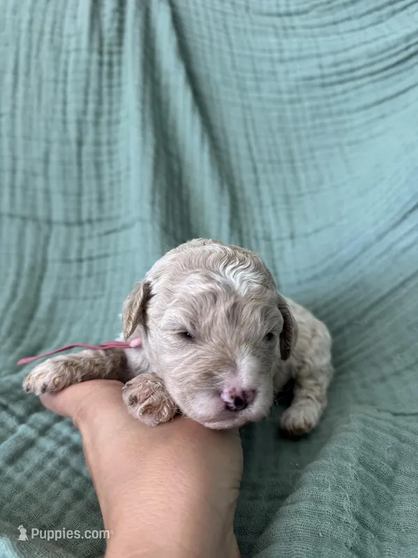Mini Tara Terracotta Girl  – Miniature Goldendoodle, Australian Labradoodle puppy for sale in Redlands, CA