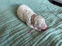 Tara Terracotta Girl , a female Miniature Goldendoodle and Australian Labradoodle for sale in Redlands, CA – Photo 7 of 8