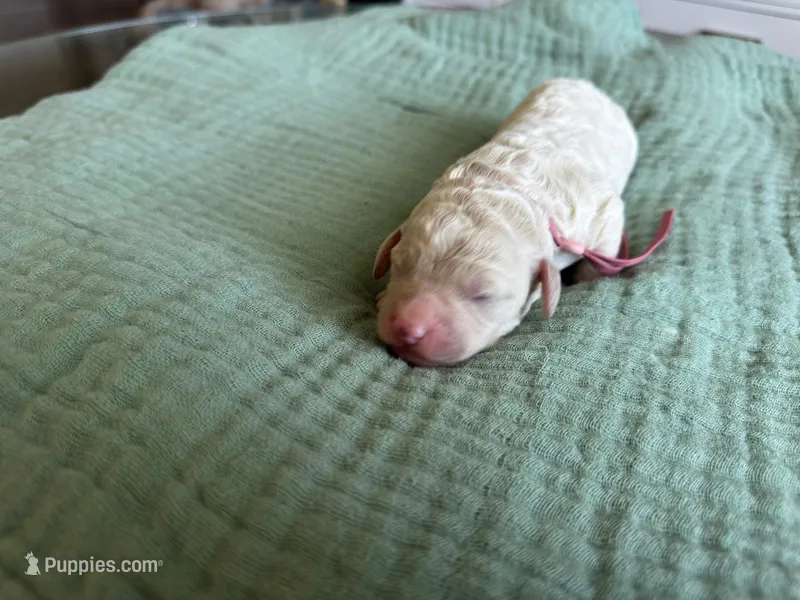 Tara Terracotta Girl  – Miniature Goldendoodle, Australian Labradoodle puppy for sale in Redlands, CA